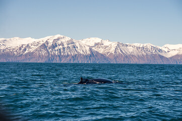Humpback whale swimming in Skjálfandi bay, Iceland. © Marcos