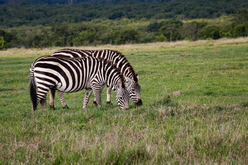 Fototapeta na wymiar Pair of common zebras grazing in Kenya