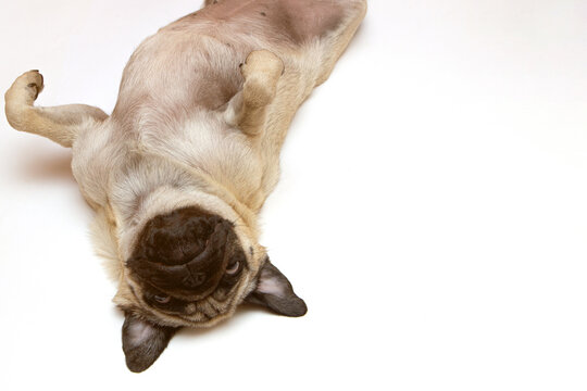 cute small dog pug lying on back upside on white background - Powered by Adobe