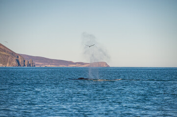 Bird passing through a humpback whale exhaling in Skjálfandi bay, Iceland.