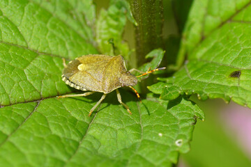 Vernal Shieldbug (Peribalus strictus), family Pentatomidae on a plant. Netherlands, June