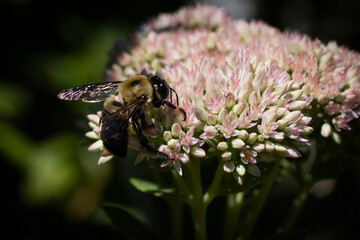 bee on pink sedum autumn joy