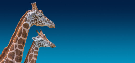 Banner with portrait of African tall giraffes, mother protecting her young calf at blue gradient...