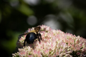 bee on pink sedum autumn joy