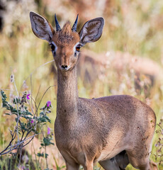 Portrait of dik-dik (Madoqua kirkii), Samburu, Kenya.psd