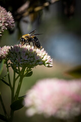 bee on pink sedum autumn joy