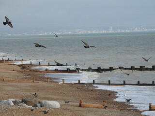A group of birds fly by the sea and the beach near the city
