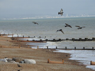 A group of birds fly by the sea and the beach near the city