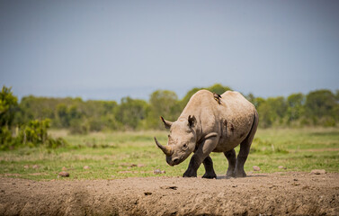 Fototapeta premium Rhinoceros walks towards water hole in Kenya in the wild