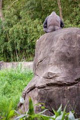 Gorilla sitting on rock