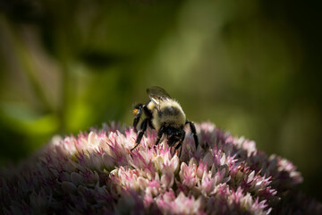 bee on pink sedum autumn joy