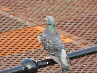 Dove on a metal railing