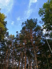 trees and sky