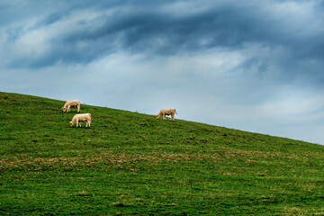 Fototapeta na wymiar Cows in the countryside, France