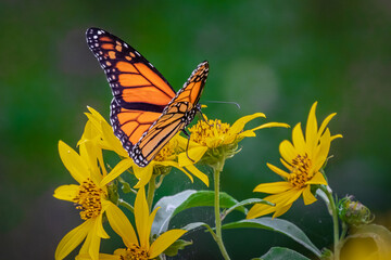 A Monarch butterfly (Danaus plexippus) perched on Sunflowers