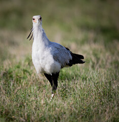 Secretary bird (latin name Sagittarius serpentarius)