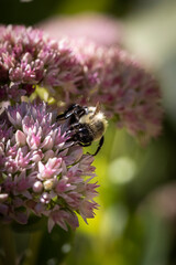 bee on pink sedum autumn joy