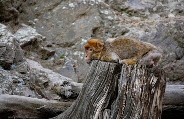 Monkey barbary macaque, Macaca sylvanus, also known as barbary ape or magot. Monkey lzing on old rotten stump and relaxing. Animal in natural habitat. Habitat North Africa, Gibraltar.
