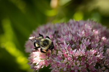 bee on pink sedum autumn joy