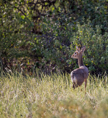 Small, petite dik dik, the smallest antelope species, looks for danger