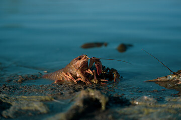 Freeing Bulgarian Astacus Astacus, Crayfish, on the shore of a lake.