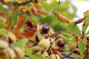 Horse chestnut (Aesculus hippocastanum) also known as conker tree. Detail of brown fresh conker in cracked shell covered by colorful leaves. Medical plant. Favourite subject for usage as bonsai.