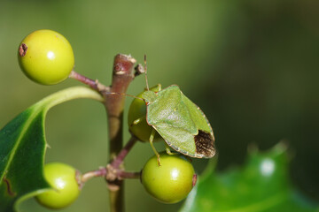 Green shield bug (Palomena prasina), family Pentatomidae on holly (Ilex), family Aquifoliaceae with green berries. Netherlands, August