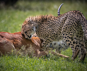 Soft tufts of spinal hair indicated a juvenile cheetah