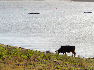 Toros en libertad disfrutando del lago
