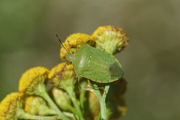 A green stinkbug (Nezara viridula) on the flowers of common tansy. Photo: Slovenia, September.	
