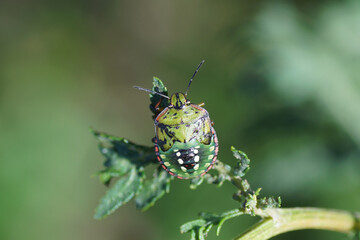 Nymph of a green stinkbug (Nezara viridula) of the family Pentatomidae on a plant. Slovenia, September 
