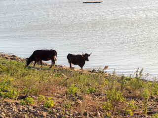 Toros en libertad disfrutando del lago
