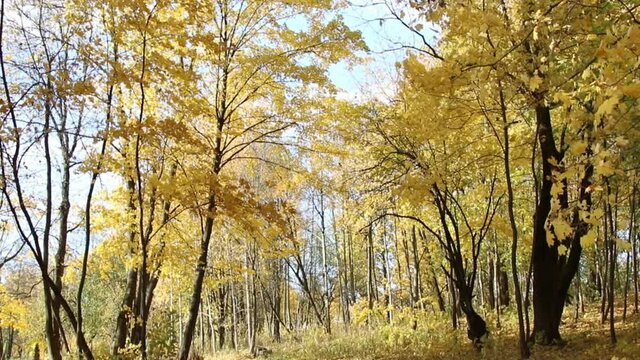 Autumn landscape. Golden trees in the autumn park.
