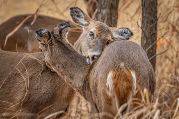 White-tailed deer (Odocoileus virginianus) being affectionate with each other
