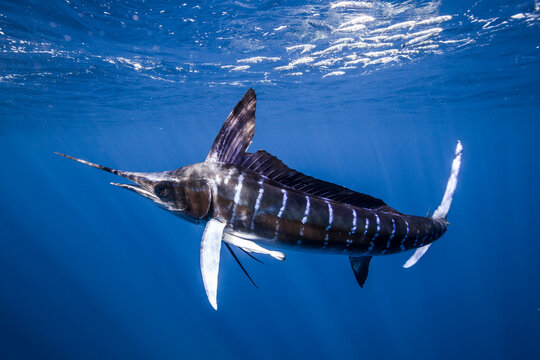 Striped marlin hunting for sardines in sea