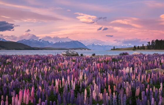 Field of Russell Lupines along Lake Tekapo during sunset