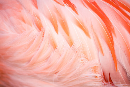 Close up of Chilean flamingo's feather