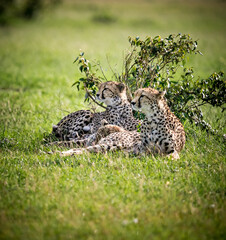 Three cheetahs resting after a kill