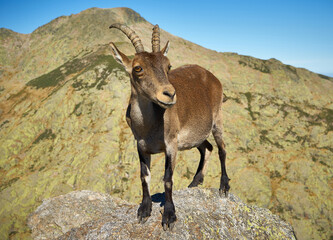 Wild goat on the mountain