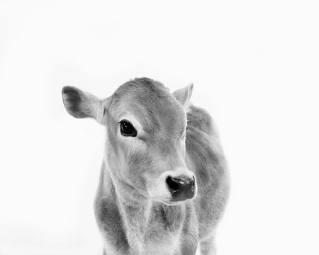 Black and white portrait of calf