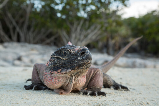 View of allen cays rock iguana on sand