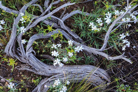 Close up of phlox flowers and tree trunk in Grand Teton National Park