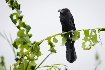 Groove billed ani bird perching on vegetation