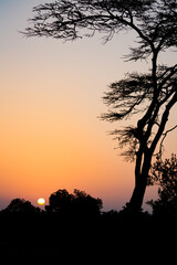 Fototapeta na wymiar Typical african sunset with acacia trees in Sweetwater, Kenya.