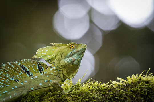 Close up of Green Basilisk on grass