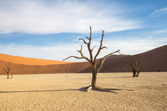 View of bare trees on desert landscape