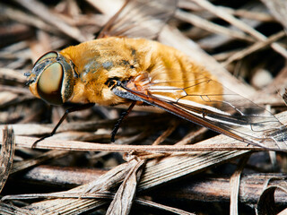 fly on the ground
