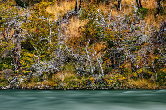 View of river with trees in Torres del Paine National Park