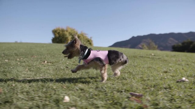 three legged dog running in park