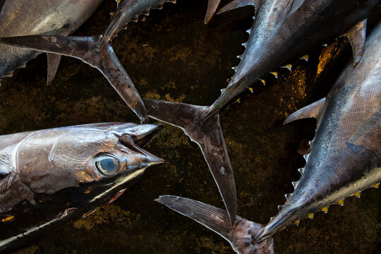 Close up of tuna selling at Katsuura Fish Market